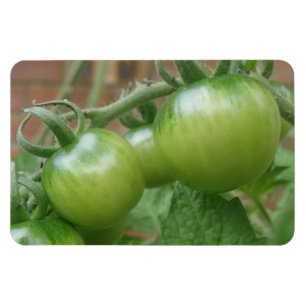 Íman Ímã verde do prêmio dos tomates