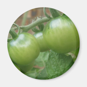 Íman Ímã verde dos tomates