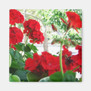 Íman Ímã vermelho brilhante do presente do jardim dos