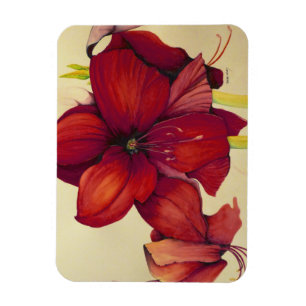 Íman Ímã vermelho da foto do Amaryllis do Natal