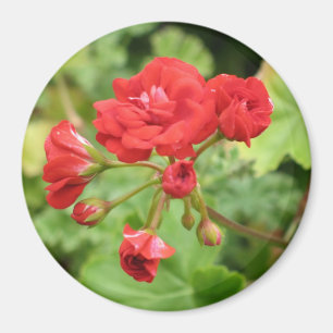 Íman Ímã vermelho do gerânio