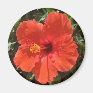 Íman Ímã vermelho do hibiscus