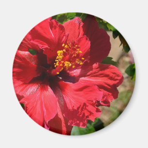 Íman Ímã vermelho do hibiscus