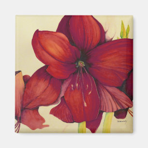 Íman Ímã vermelho do quadrado do Amaryllis do Natal