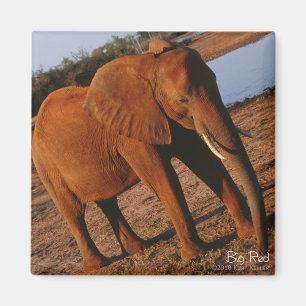Íman Ímã vermelho grande do elefante