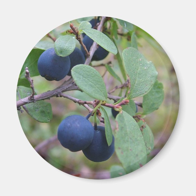 Íman ímã Wild Berries (Frente)