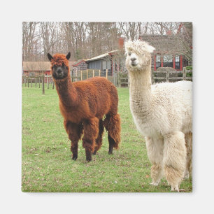 Íman Ímã Woolly do ~ das alpacas