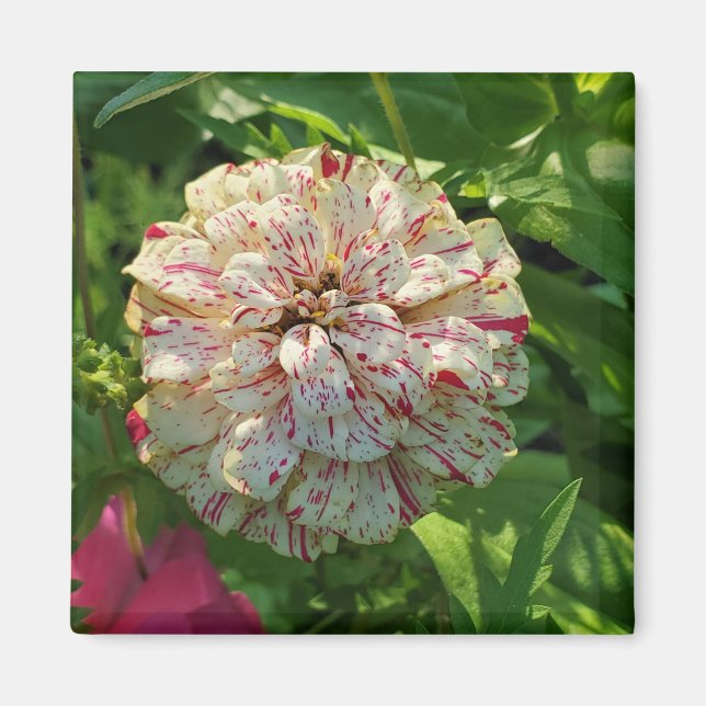 Íman ímã Zinnia (Frente)