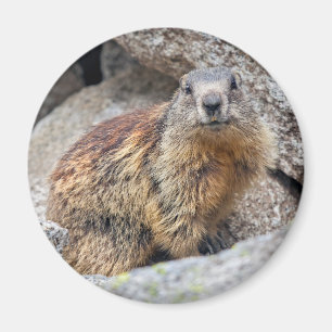 Íman Imagem Alpina Marmot