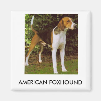 Íman Imagem Americana de Foxhound
