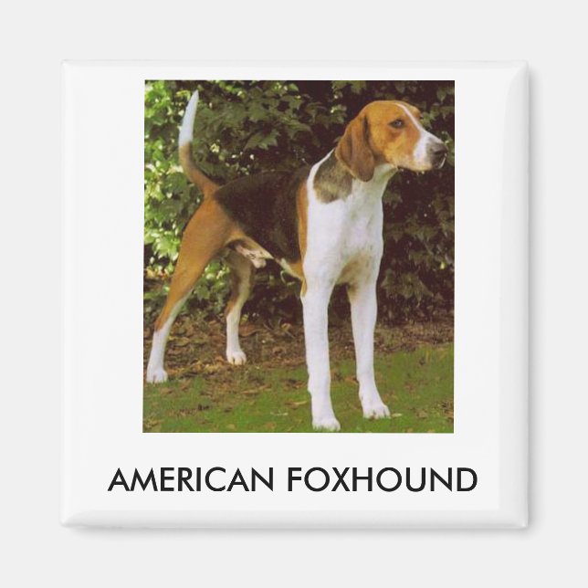 Íman Imagem Americana de Foxhound (Frente)