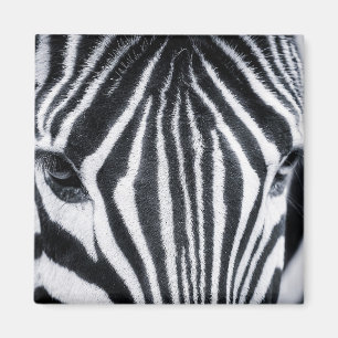 Íman Imagem aproximada de Zebra