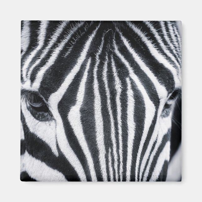 Íman Imagem aproximada de Zebra (Frente)
