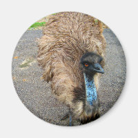 Imagem Bela de Pássaro Azul Emu
