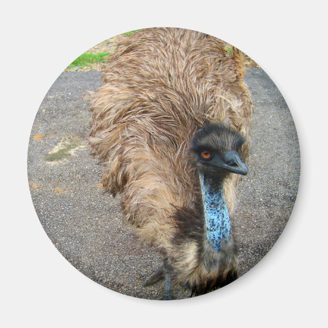 Íman Imagem Bela de Pássaro Azul Emu (Frente)