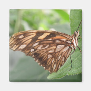 Íman Imagem bonito de Borboleta Marrom