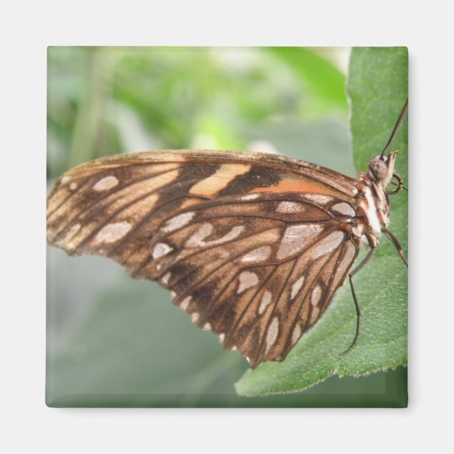 Íman Imagem bonito de Borboleta Marrom (Frente)