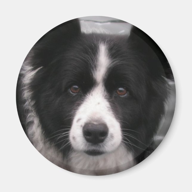 Íman Imagem Collie de Borda (Frente)