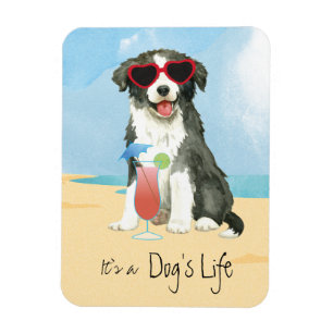 Íman Imagem Collie na Fronteira de Verão