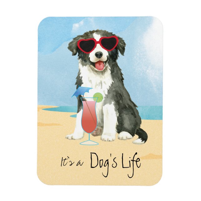 Íman Imagem Collie na fronteira de verão (Vertical)