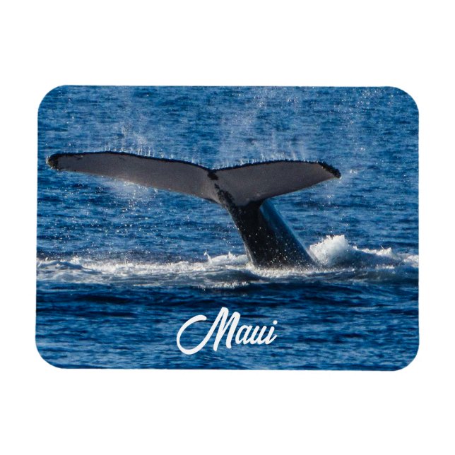 Íman Imagem da baleia-jubarte em Maui (Horizontal)