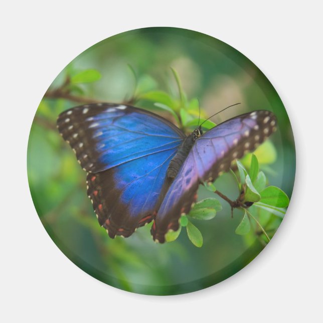 Íman Imagem da Borboleta Azul Morpho (Frente)