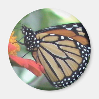 Íman Imagem da Borboleta Monarch