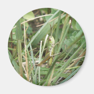 Íman Imagem da Camouflagem do Gafanhoto
