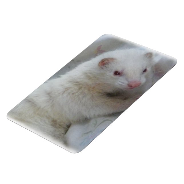 Íman Imagem de Albino Ferret (Left Side)