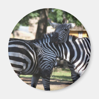 Íman Imagem de Amigos de Zebra