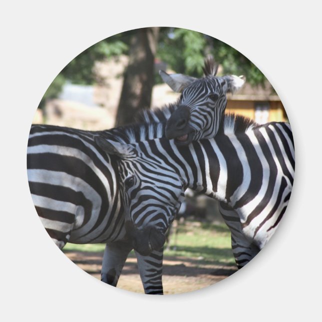 Íman Imagem de Amigos de Zebra (Frente)