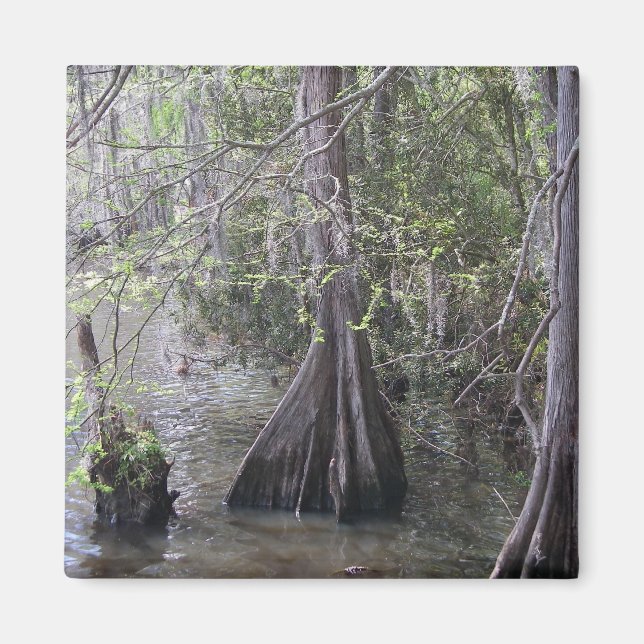 Íman Imagem de Árvores Cypress (Frente)