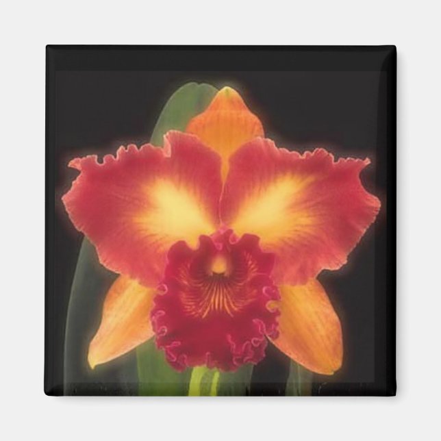 Íman Imagem de Beleza Exótica (Frente)