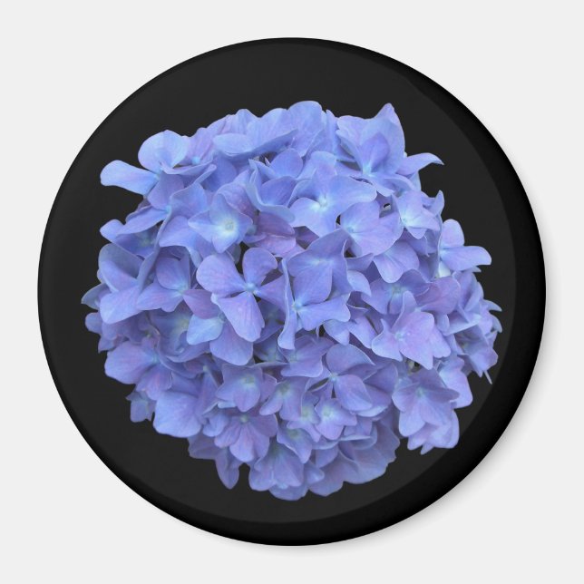 Íman Imagem de Bloqueio de Hydrangea Azul (Frente)