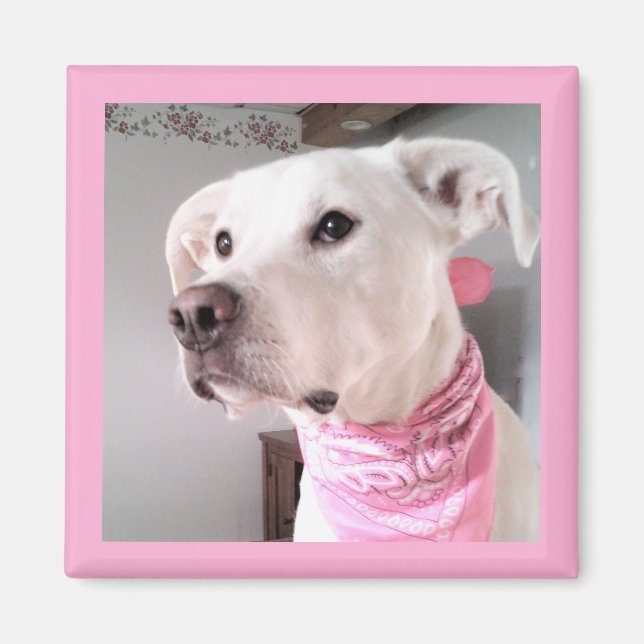 Íman Imagem de Cachorro Branco-Bonito Vestindo Scarf Ro (Frente)