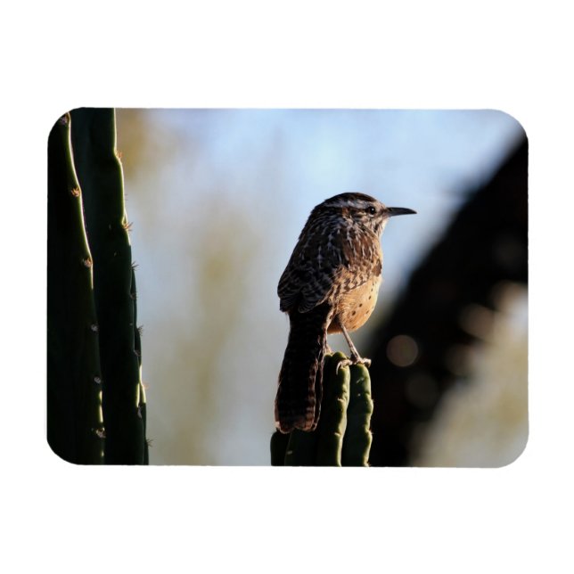 Íman Imagem de Foto do Cactus Wren (Horizontal)