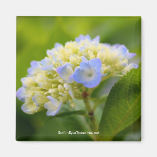 Íman Imagem de Fotografia da Flor de Hipodrangea Azul S