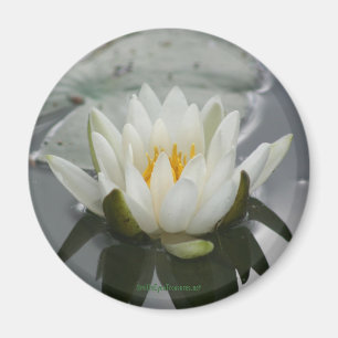 Íman Imagem de Fotografia de Lily de Água