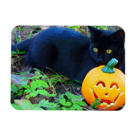 Íman Imagem de Fotografia de Queda de Gato Preto