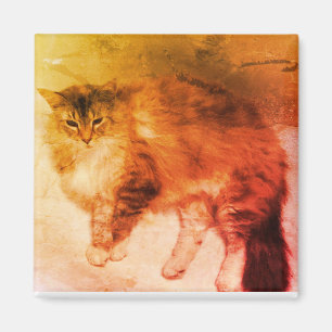 Íman Imagem de gato