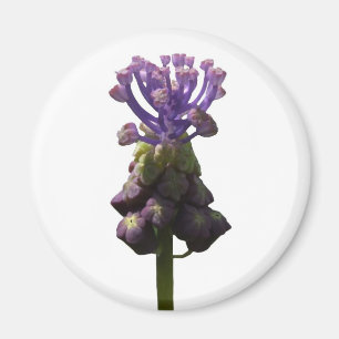 Íman Imagem de Hyacinth de Uvas