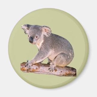Íman Imagem de Koala
