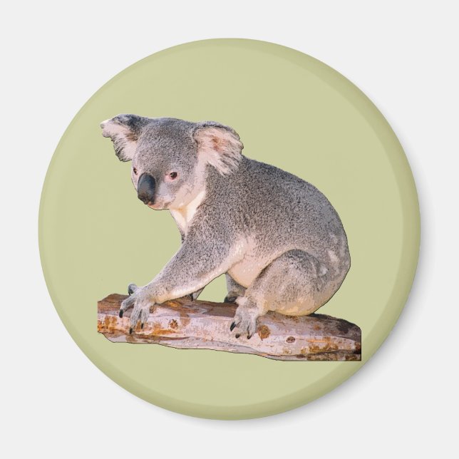 Íman Imagem de Koala (Frente)