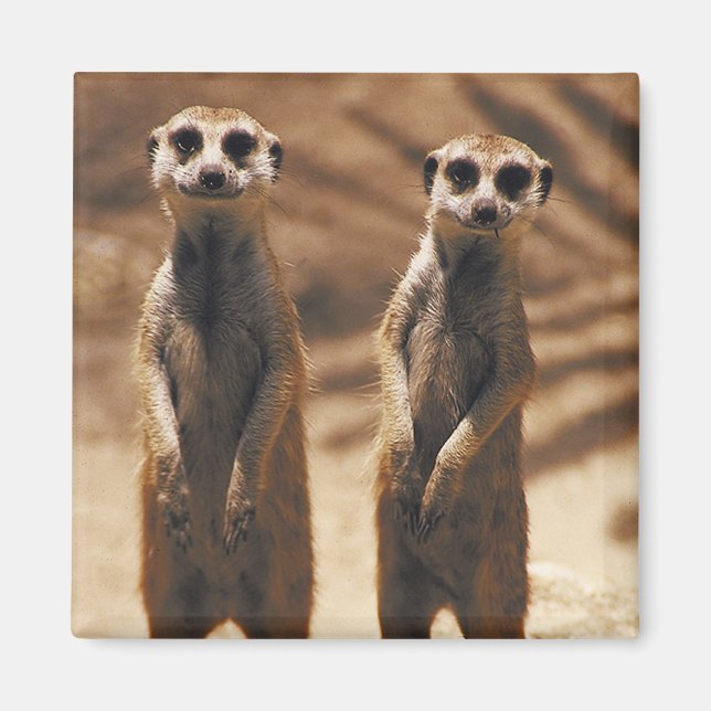Íman Imagem de Meerkat (Frente)