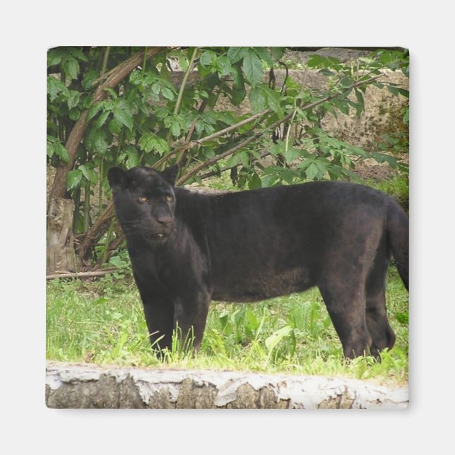 Íman Imagem de Pantera de Embalagem (Frente)