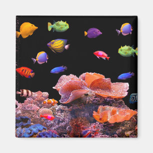 Íman Imagem de Peixes Tropicais para Magnetos Quadrados
