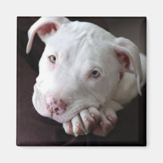Íman Imagem de Pit Bull Puppy