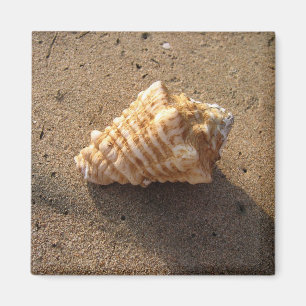 Íman Imagem de Praia da Seashell