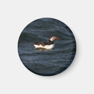 Íman Imagem de Puffin