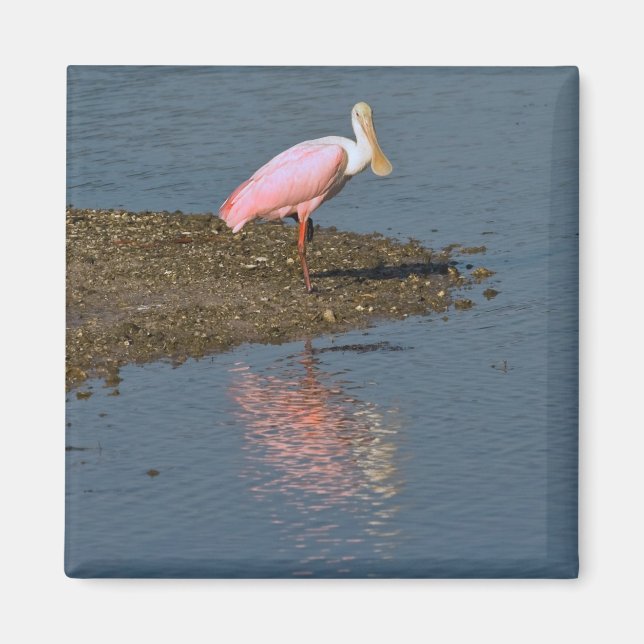 Íman Imagem de Reflexões do Spoonbill (Frente)